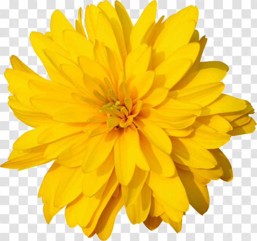 Calendula Officinalis Dandelion Marigold Orange Clip Art - Yellow Flower Transparent PNG