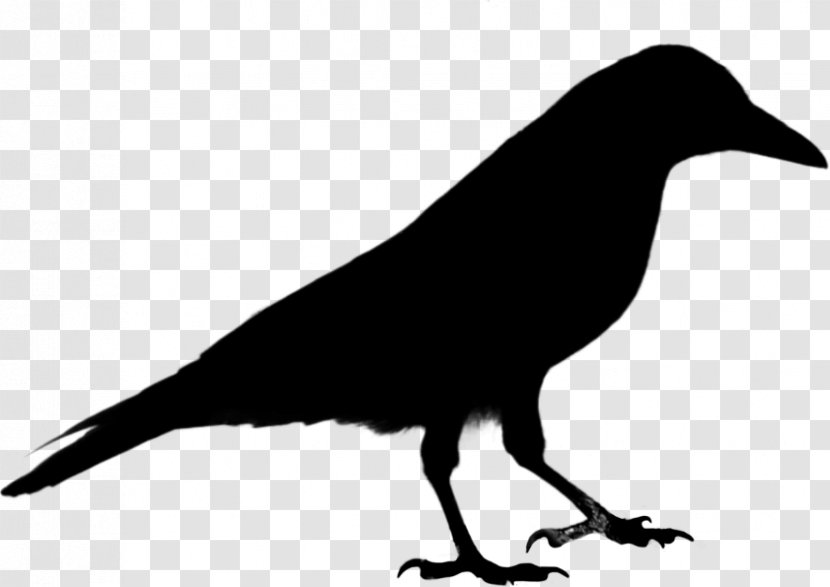 Common Raven Crow Clip Art Vector Graphics Bird - Vertebrate - Crowlike Transparent PNG