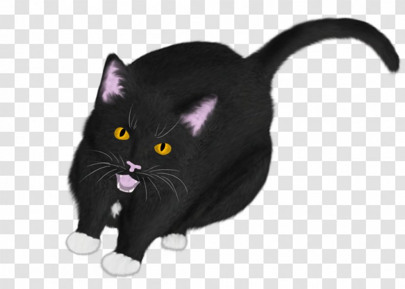 Bombay Cat Black American Wirehair Kitten Whiskers Transparent PNG