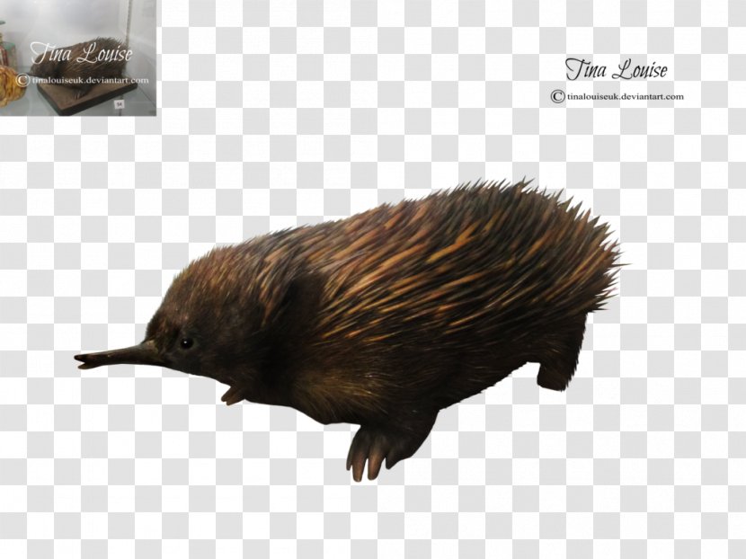 Echidna Hedgehog Beaver Porcupine Fur - Fauna Transparent PNG