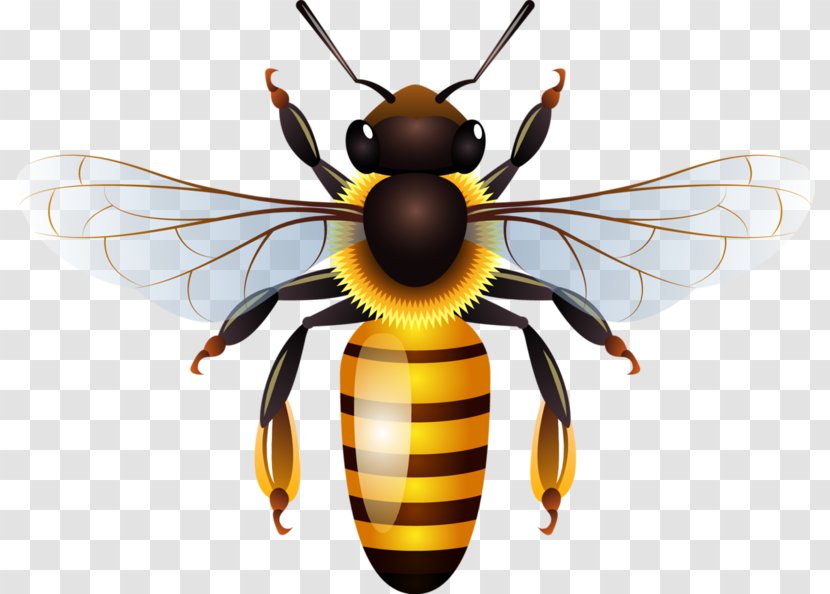 Western Honey Bee Vector Graphics Beehive Honeycomb - Bumblebee Clip Art Transparent PNG
