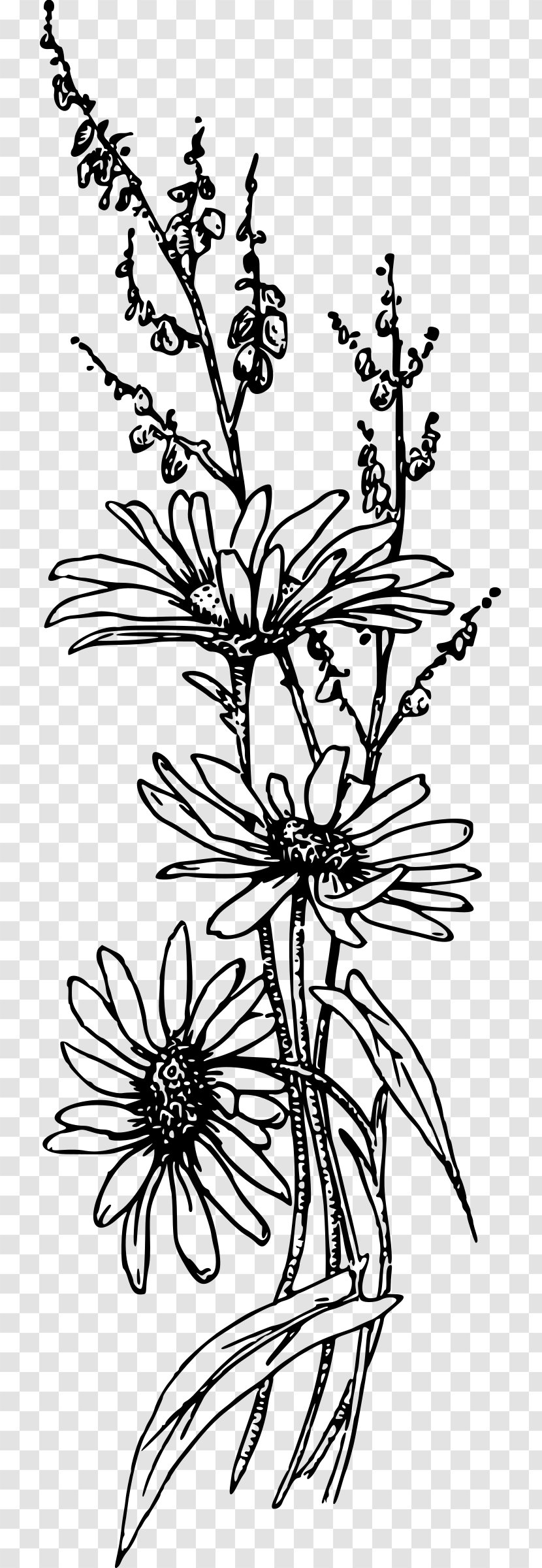 Flower Clip Art - Plant Stem Transparent PNG