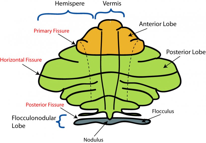 Anatomy Of The Cerebellum Brain Cerebral Cortex - Watercolor - Free Images Transparent PNG