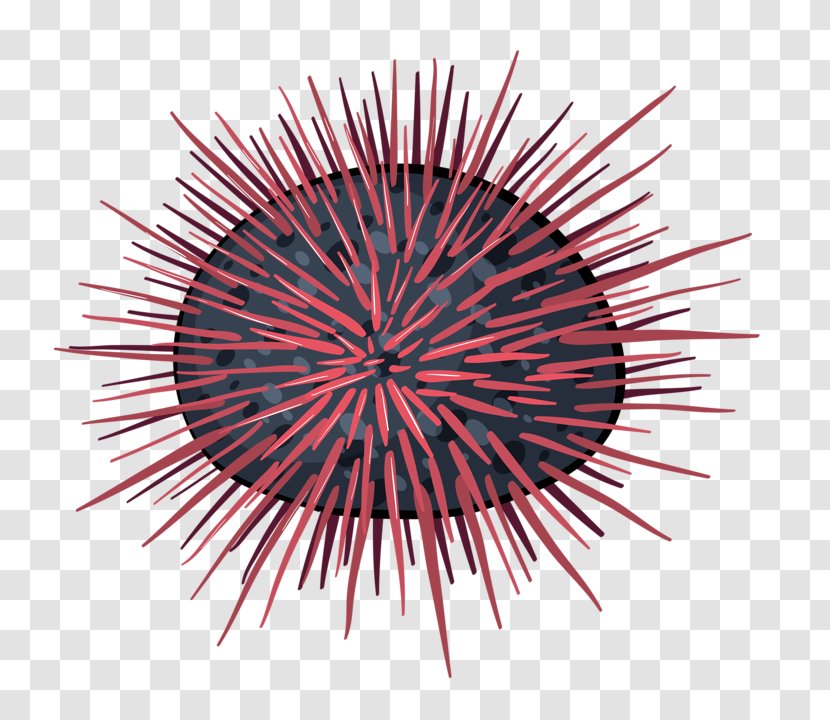 Sea Urchin Royalty-free Illustration - Stock Photography - Hand Drawn Transparent PNG