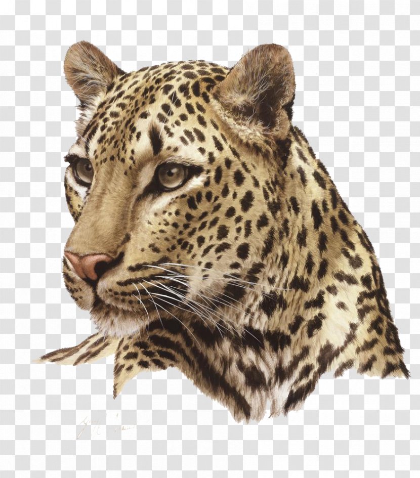 Lion Felidae Cheetah Cat - Drawing - Leopard Photos Transparent PNG