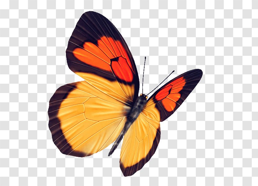 Butterfly Raster Graphics Yellow - Black - Pictures Transparent PNG