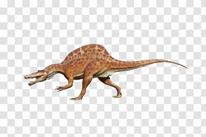 Velociraptor Tyrannosaurus Dinosaur - Fauna Transparent PNG