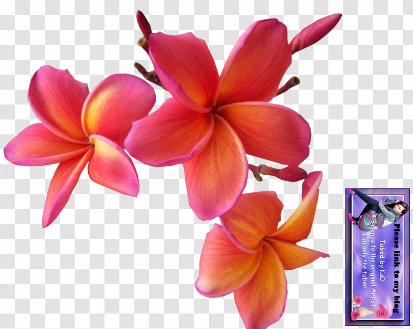 Cut Flowers Plant Moth Orchids Petal - Frangipani Transparent PNG