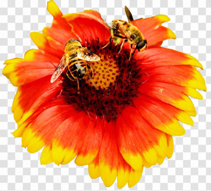 Honey Bee Nectar - Yellow - Flowers Transparent PNG