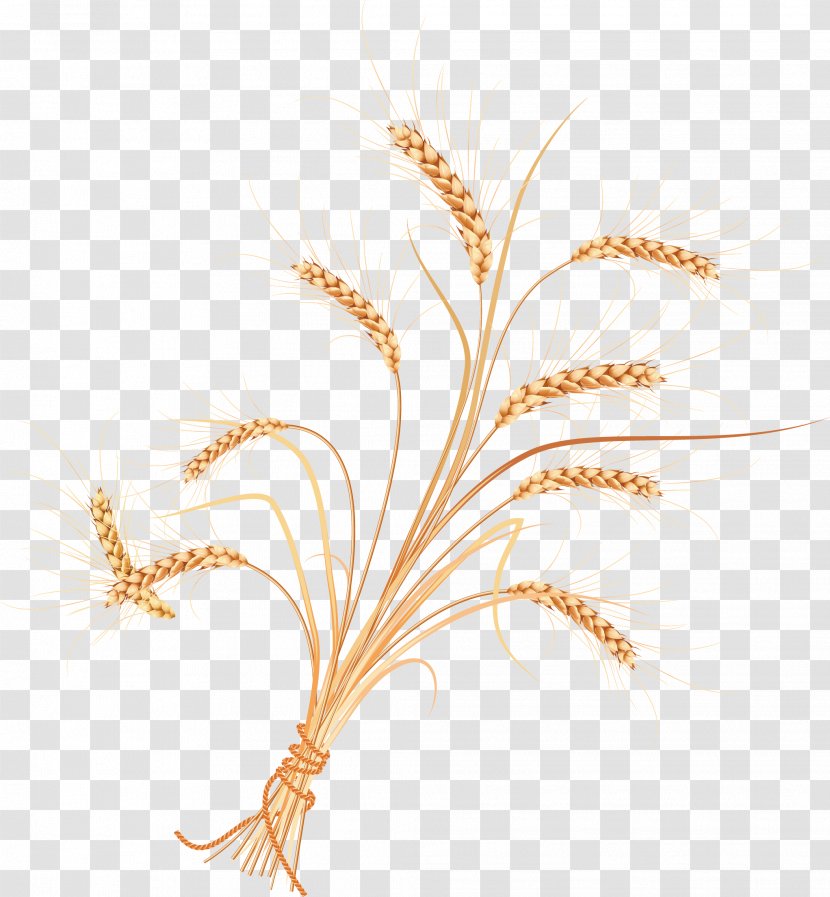 Adobe Illustrator Illustration - Commodity - Vector Wheat Transparent PNG