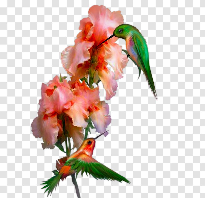 Flower Shabbat - Shalom - Flower-and-bird Transparent PNG