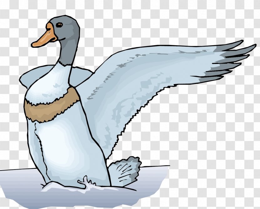 Mallard Duck Euclidean Vector Illustration - Penguin - Ducks Play Material Transparent PNG