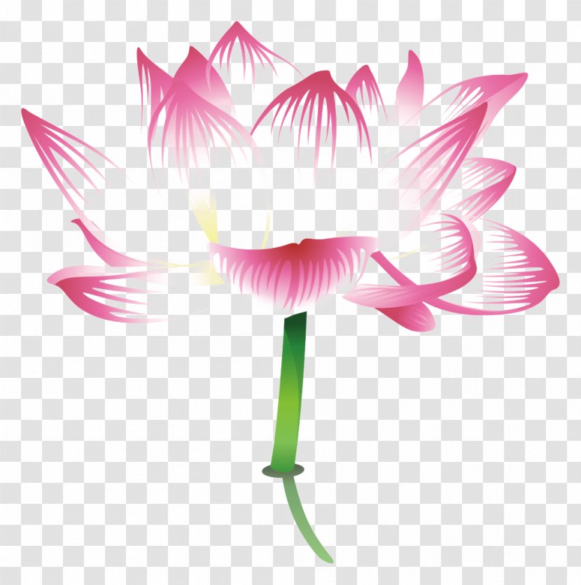 Nelumbo Nucifera Poster - Small Fresh Lotus Transparent PNG