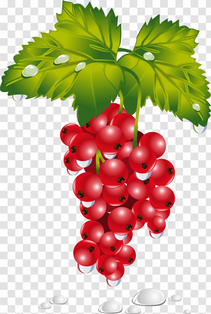 Common Grape Vine Zante Currant Redcurrant Berries Fruit Transparent PNG