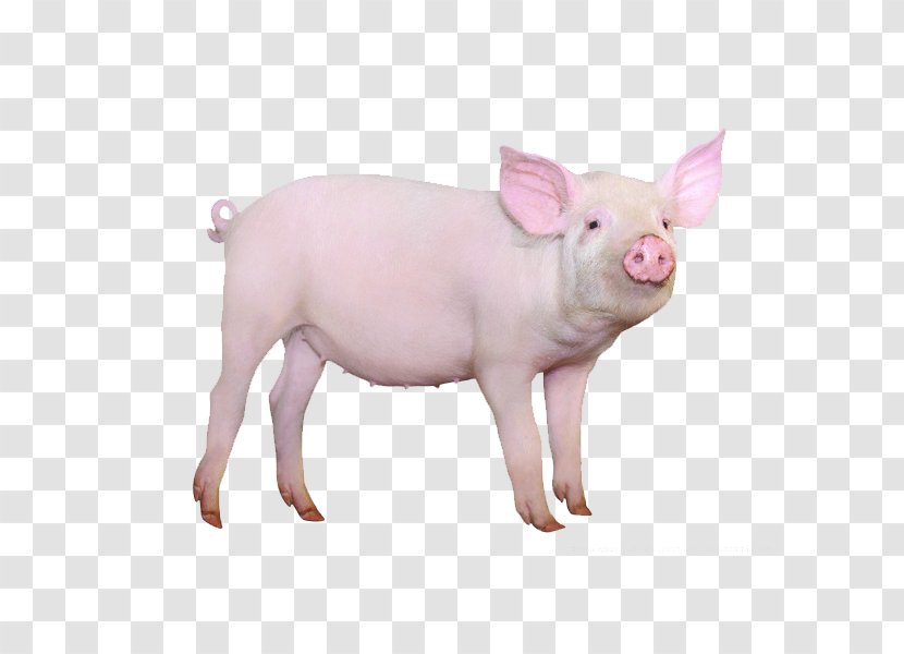 Large White Pig Gxc3xb6ttingen Minipig Hogs And Pigs Stock Photography - Wild Boar Transparent PNG