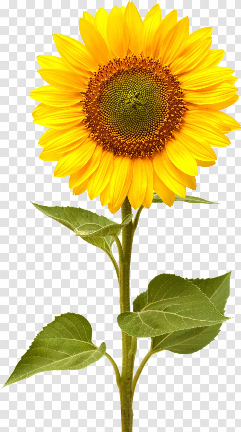 Common Sunflower - Yellow Transparent PNG
