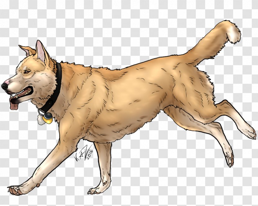 Saarloos Wolfdog Dingo Animal Dog Breed - Shading Decoration Transparent PNG