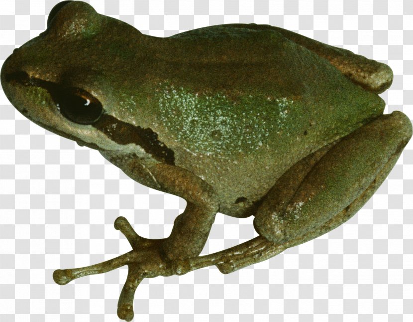 Frog PhotoScape Clip Art - Edible Transparent PNG