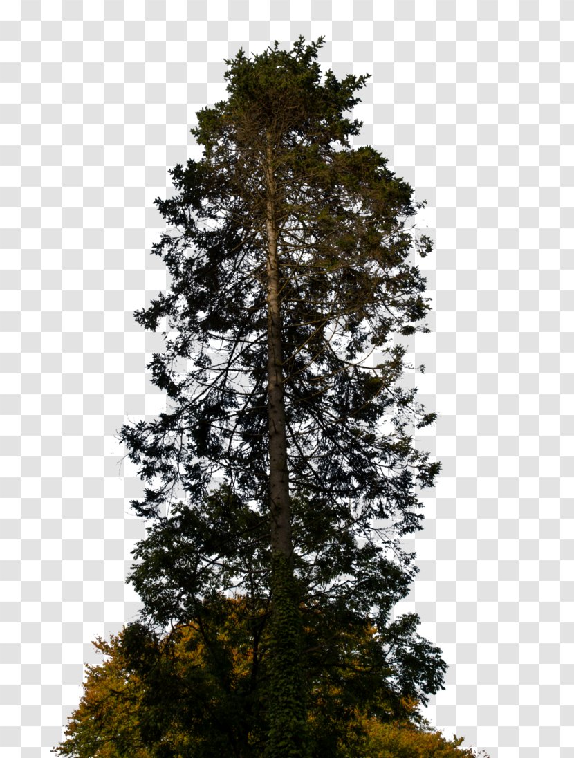 Pine Spruce Fir Branch Tree - Pinus Nigra Transparent PNG