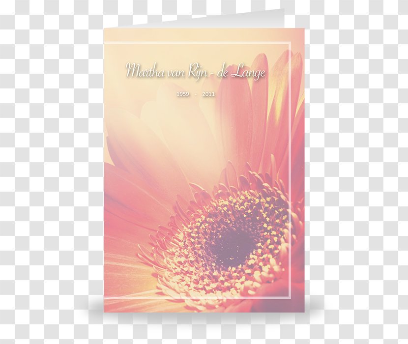 Transvaal Daisy Greeting & Note Cards Font - Flowering Plant - Media Card Transparent PNG