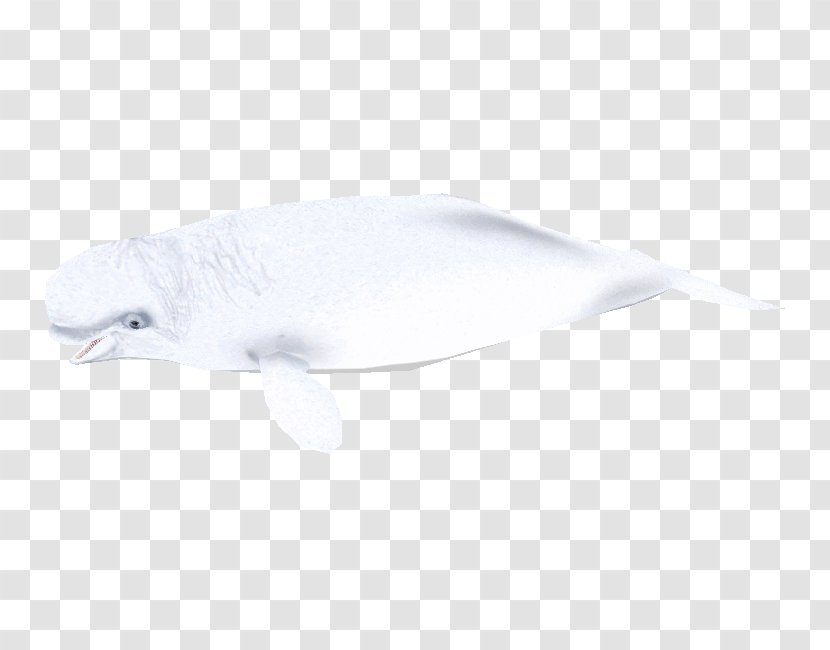 Dolphin Feather Beak Fish - Beluga Whale Transparent PNG