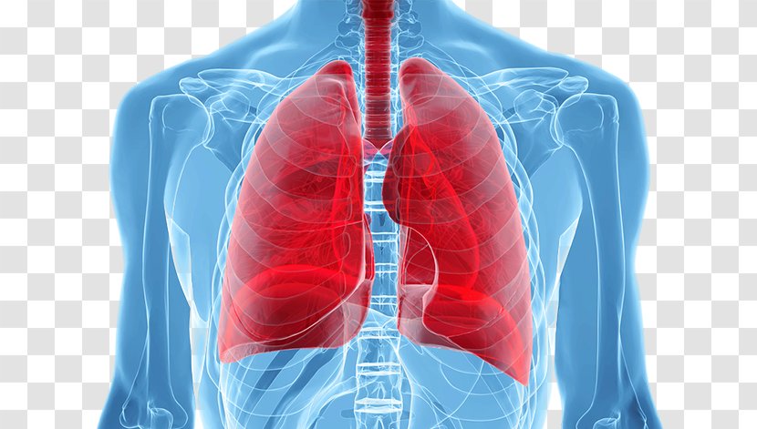 Lung Cancer Screening Human Body - Silhouette - Staging Transparent PNG