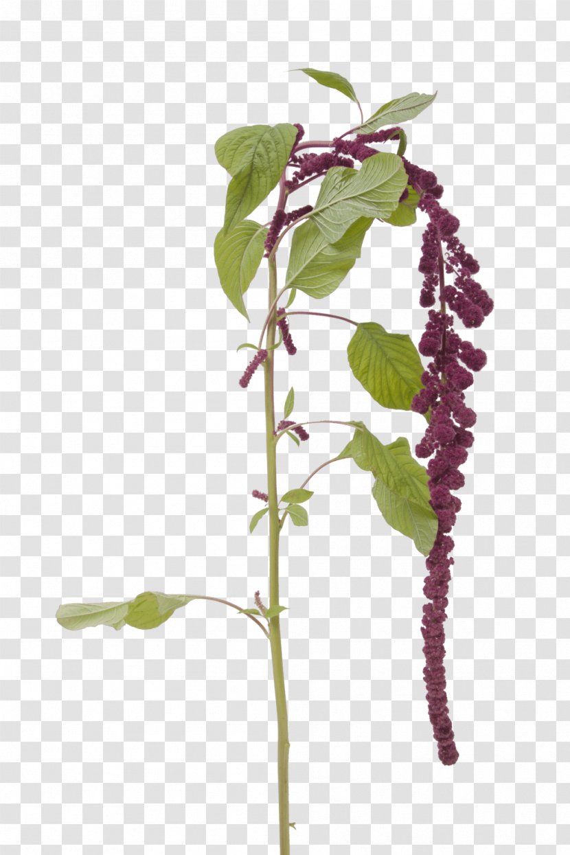 Love-Lies-Bleeding Red Amaranth Flowering Plant Stem - Tree - Atmosphere Was Strewn With Flowers Transparent PNG