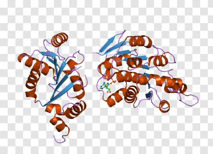 DDX3Y DDX3X DEAD Box Helicase Enzyme - Dead - Rna Transparent PNG