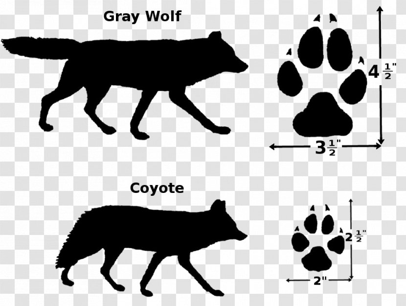 Coyote Dog Breed Whiskers Cat Cougar Transparent PNG