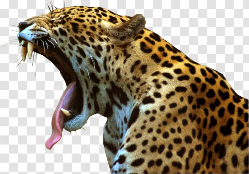 Jaguar Felidae Leopard Clip Art - Wildlife Transparent PNG