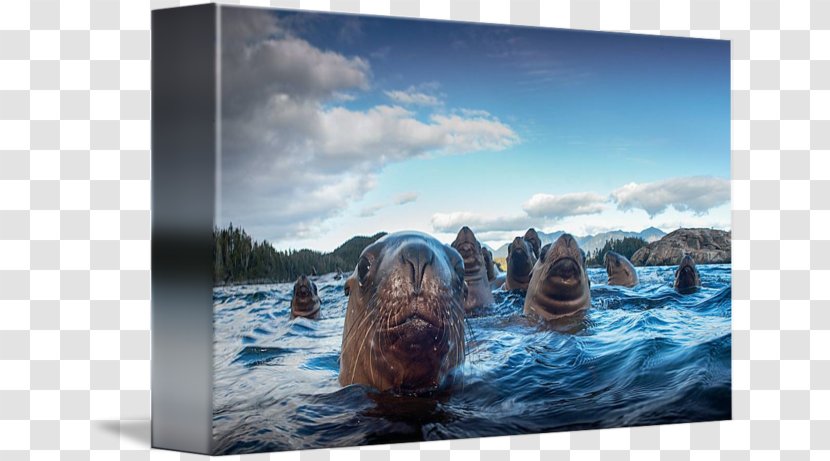 Sea Lion Picture Frames Gallery Wrap Marine Mammal - Canvas - Lions Transparent PNG