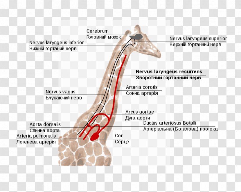 Giraffe Recurrent Laryngeal Nerve Superior Larynx - Vagus Transparent PNG