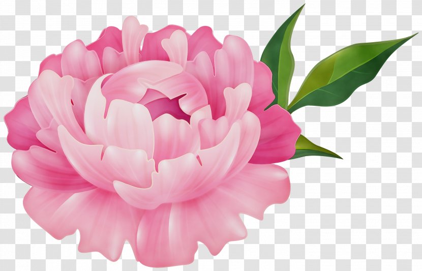 Watercolor Pink Flowers - Wet Ink - Family Japanese Camellia Transparent PNG