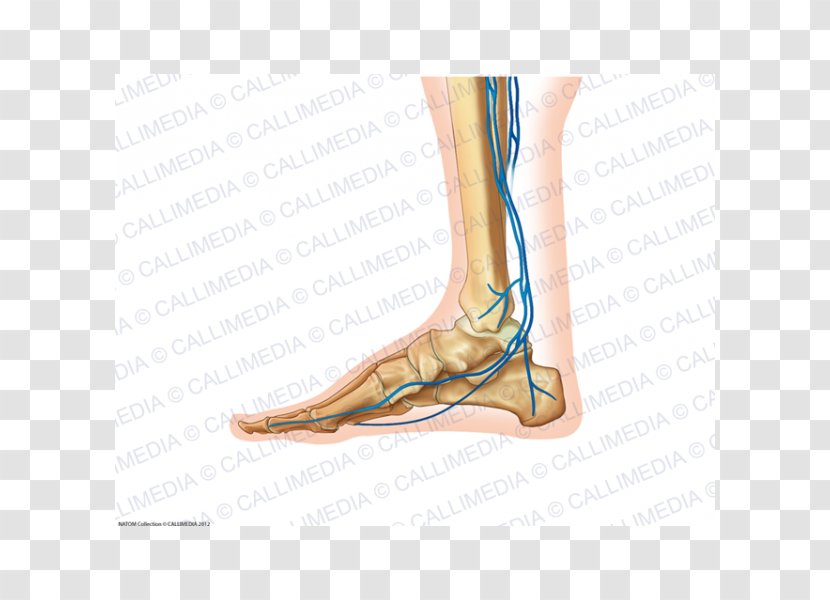 Foot Calf Ankle Arm - Flower Transparent PNG