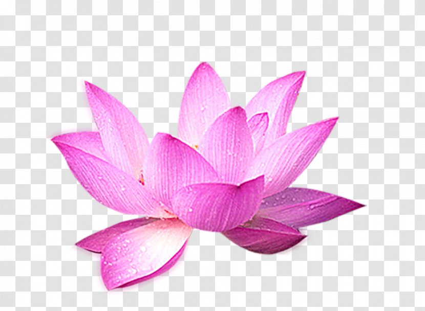 Nelumbo Nucifera Computer File - Lotus - Flower Decoration Transparent PNG