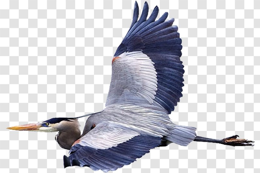 Bird Great Blue Heron Flight Mouse Fly Transparent PNG
