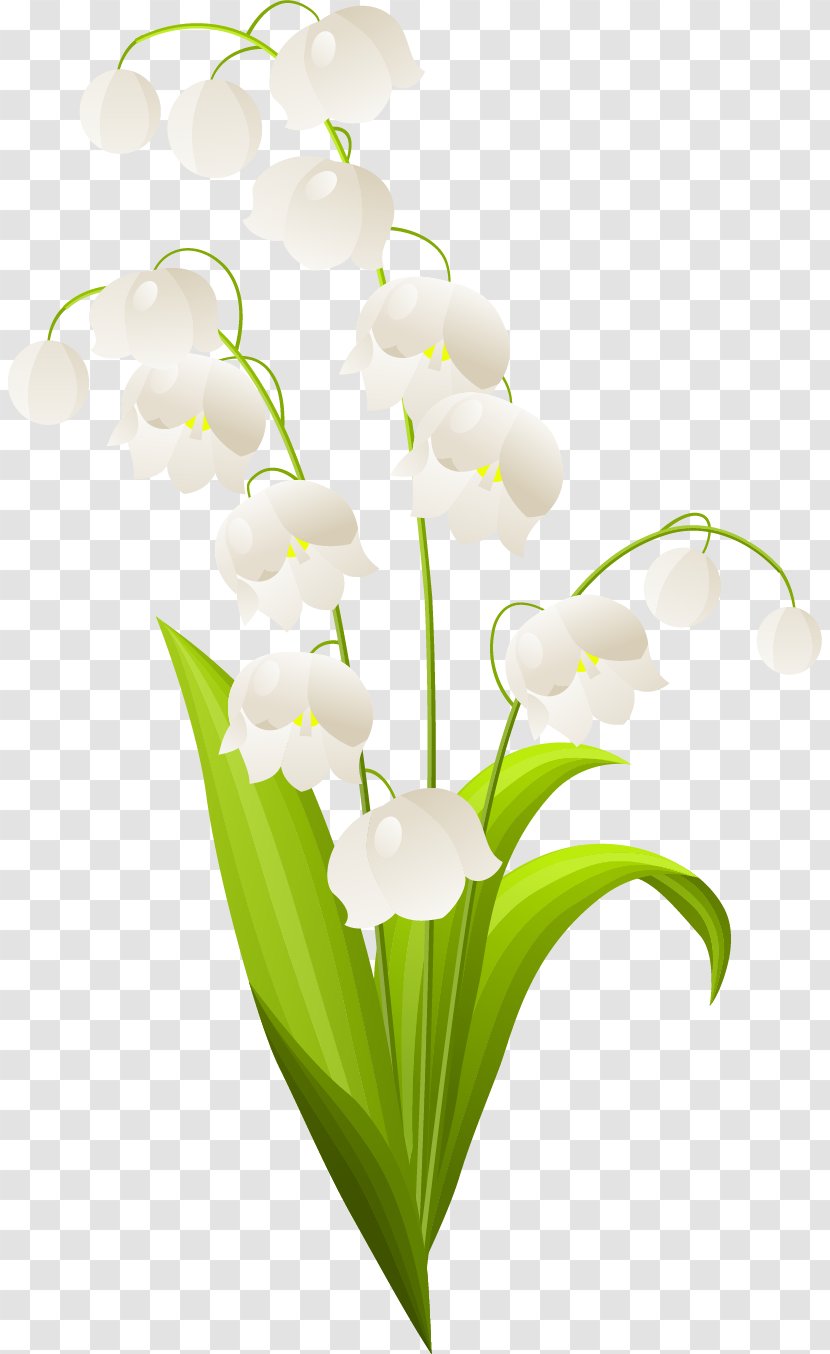 Lily Of The Valley Flower Clip Art - Lilium - Spring Transparent PNG