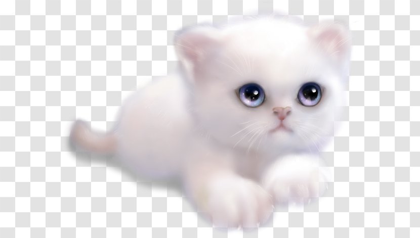 Kitten Whiskers Burmilla Malayan Cat Persian - Asian Transparent PNG