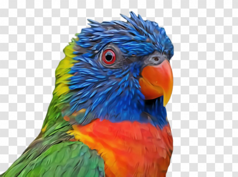Feather - Parrot - Lorikeet Closeup Transparent PNG