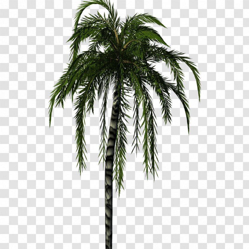 Tree Arecaceae Bamboo Vine - Date Palm Transparent PNG