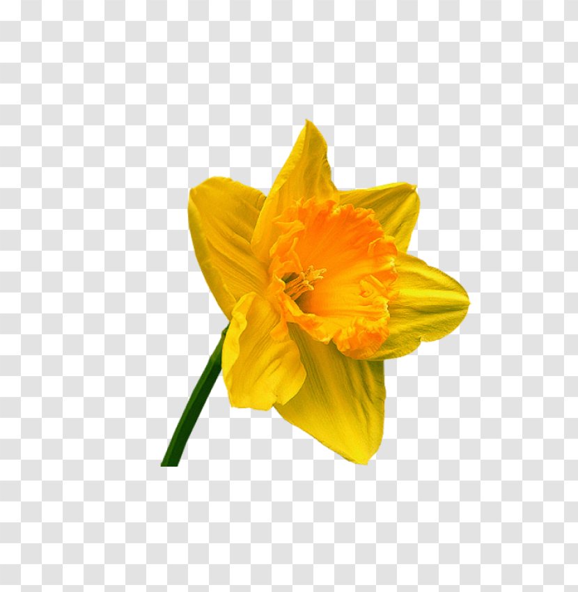 Narcissus Petal Cut Flowers - Flowering Plant Transparent PNG