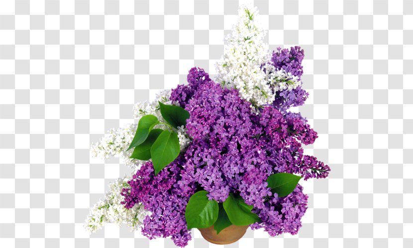 Flowerpot Cut Flowers Lilac - Vase - Flower Transparent PNG