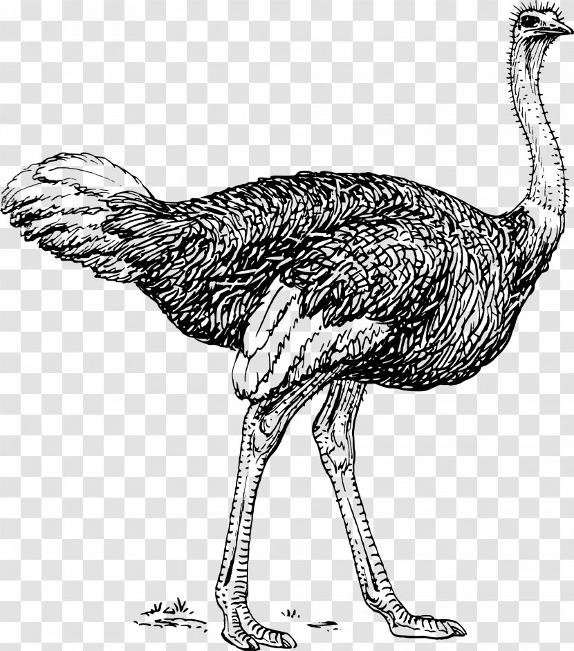 Common Ostrich Drawing Line Art Clip - Organism Transparent PNG