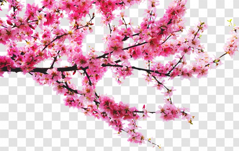 Peach Download - Flowering Plant - Tree Branches Transparent PNG