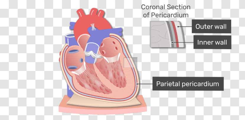 Pericardium Heart Anatomy Pericardial Cavity Mediastinum - Flower - Adipose Tissue Transparent PNG