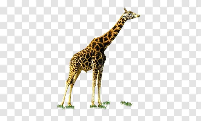 Giraffe Deer - Giraffidae - Adult Transparent PNG