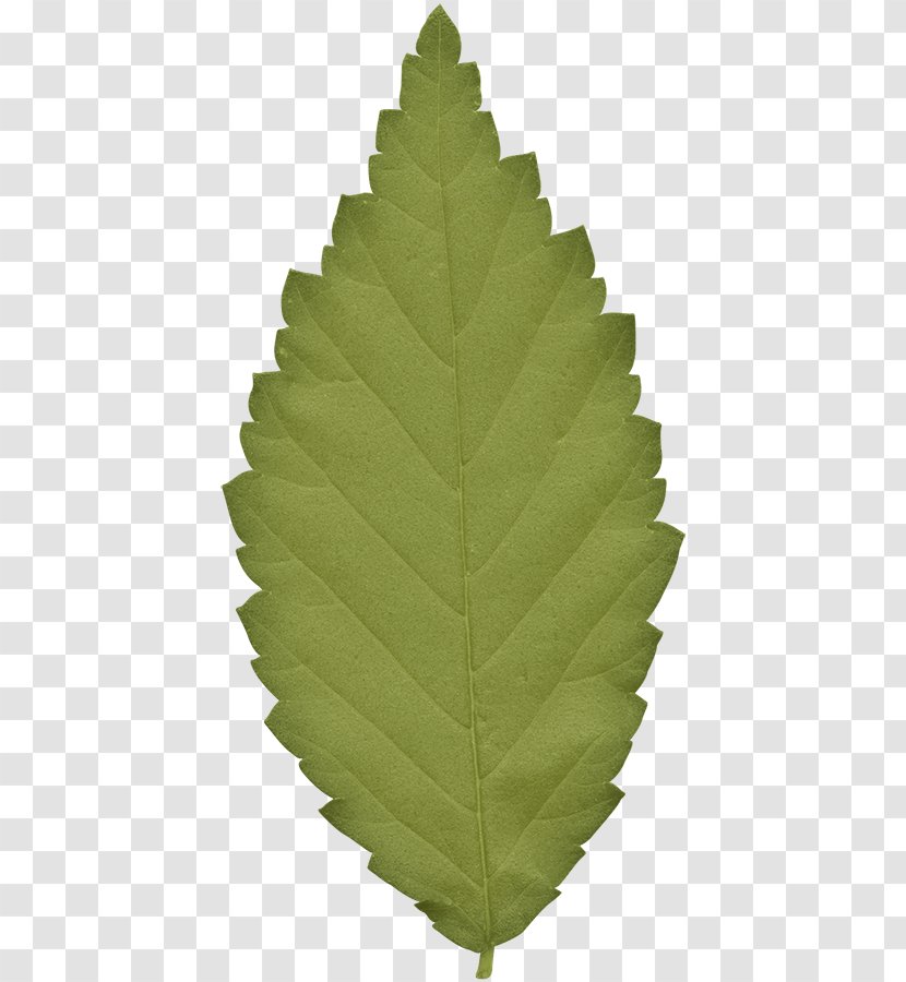 Leaf Green Gratis - Leaves Transparent PNG