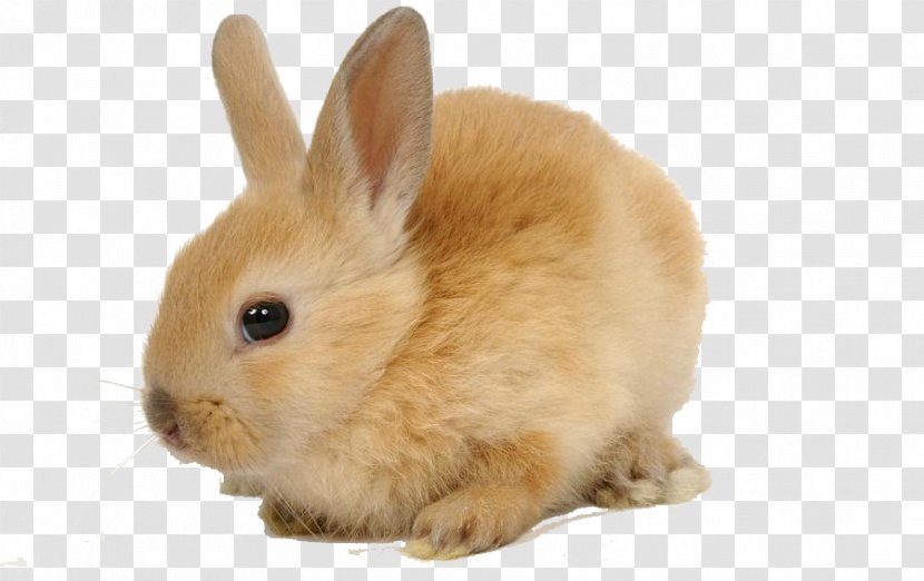 Domestic Rabbit European Herbivore Pet - Pocket Transparent PNG