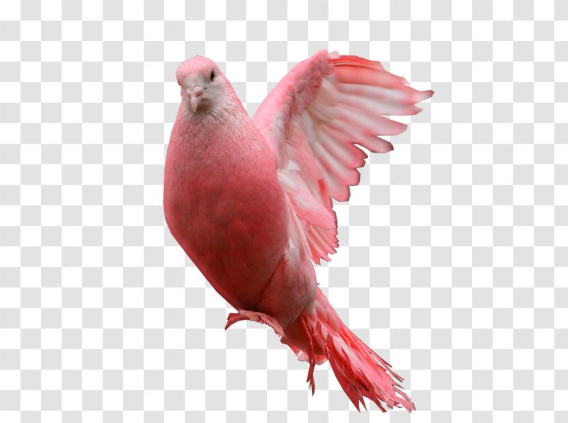 Columbidae Pink Pigeon Clip Art - Animal Transparent PNG