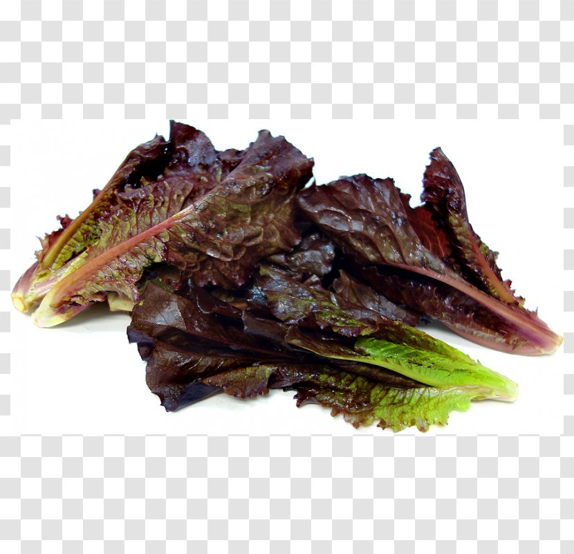 Romaine Lettuce Red Leaf Vegetable Mesclun - Salad Transparent PNG